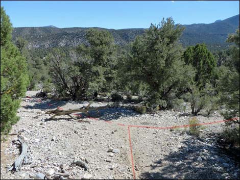 Big Sawmill Loop Trail