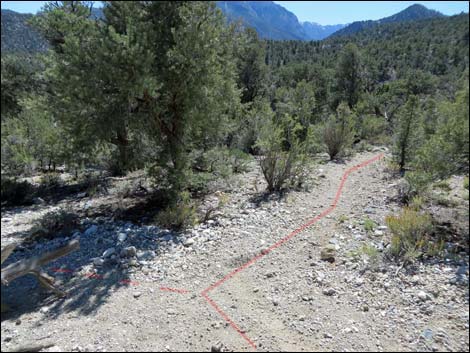 Big Sawmill Loop Trail