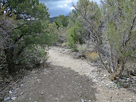 Blue Tree Loop Trail