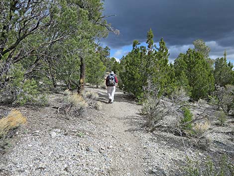 Blue Tree Loop Trail