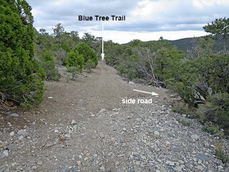 Blue Tree Loop Trail