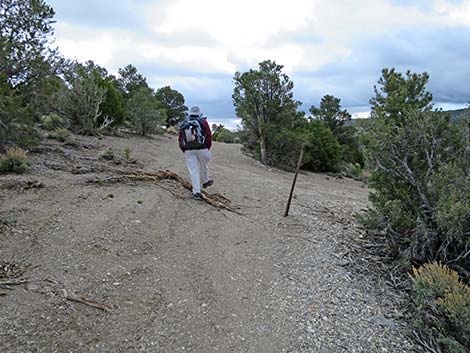 Blue Tree Loop Trail