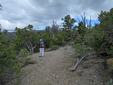 Blue Tree Loop Trail