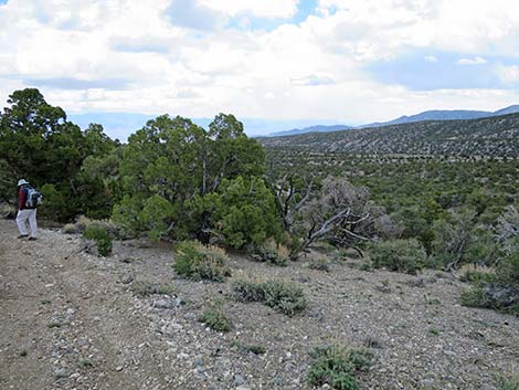 Blue Tree Loop Trail