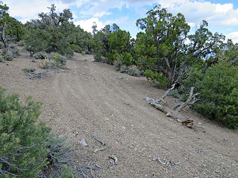 Blue Tree Loop Trail