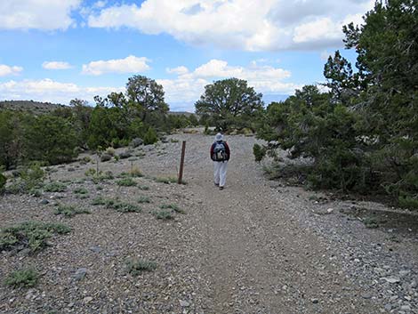 Blue Tree Loop Trail