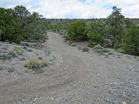 Blue Tree Loop Trail