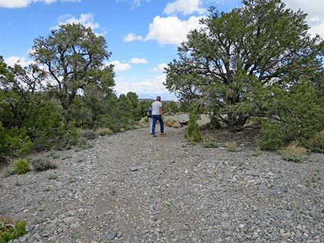 Blue Tree Loop Trail