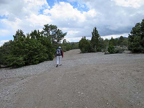 Blue Tree Loop Trail