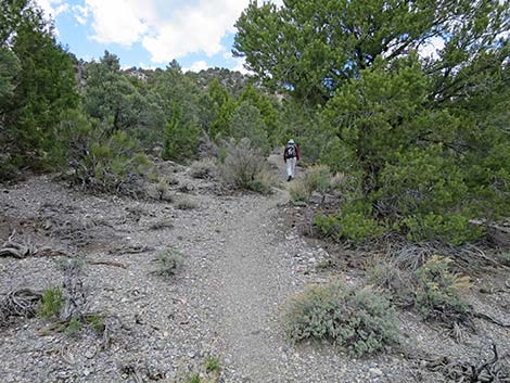 Blue Tree Loop Trail