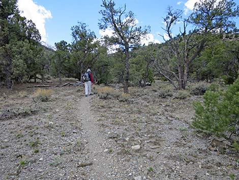 Blue Tree Loop Trail