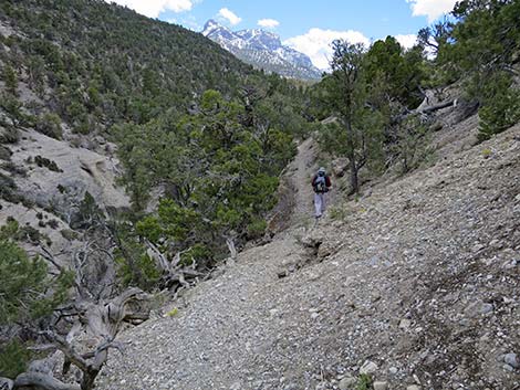 Blue Tree Loop Trail