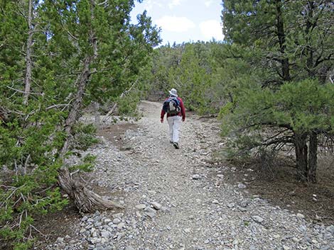 Blue Tree Loop Trail