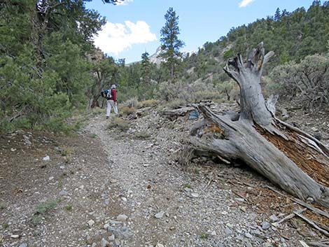 Blue Tree Loop Trail