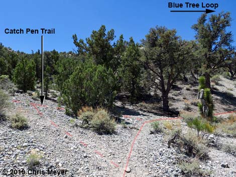 Blue Tree Loop Trail