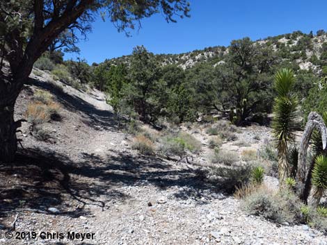 Blue Tree Loop Trail