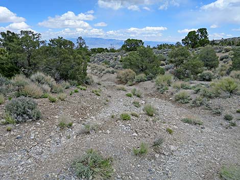 Rocky Gorge Loop Trail