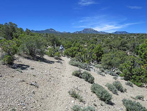 Rocky Gorge Loop Trail