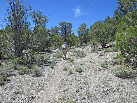 Rocky Gorge Loop Trail