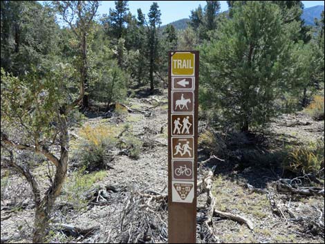 Sawmill Loop Trail