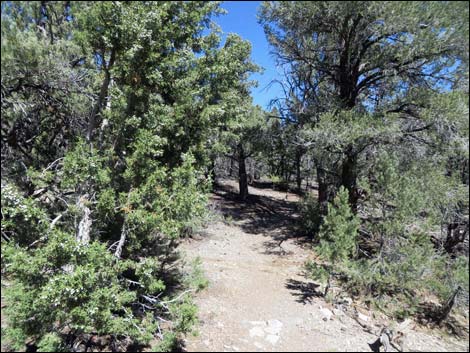 Sawmill Loop Trail