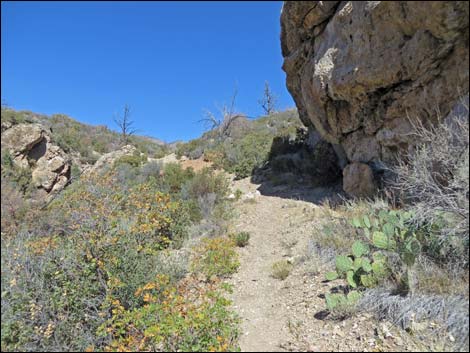 Schaefer Spring Trail