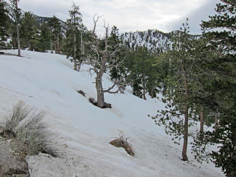 Upper Bristlecone Trailhead