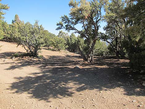 Harris Saddle Trailhead