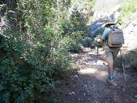 Wildhorse Loop Trail