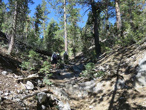 Wildhorse Loop Trail