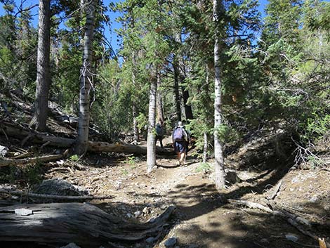 Wildhorse Loop Trail