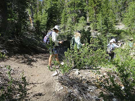 Wildhorse Loop Trail