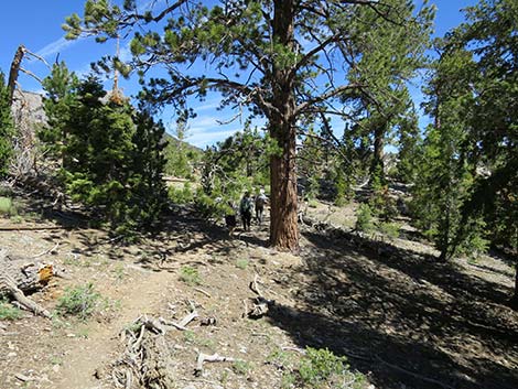 Wildhorse Loop Trail