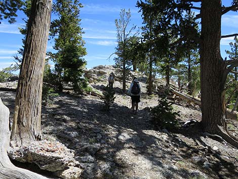 Wildhorse Loop Trail