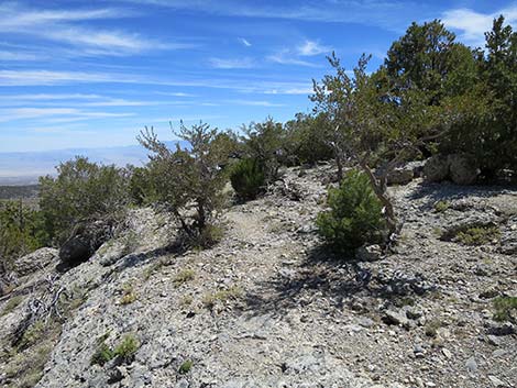 Wildhorse Loop Trail