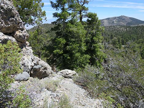 Wildhorse Loop Trail