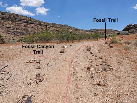 Fossil Trail