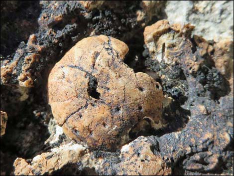 Blue Diamond Hill Fossils