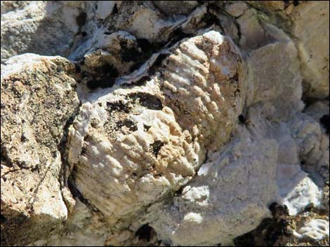 Blue Diamond Hill Fossils