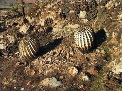 Rock Garden Trail