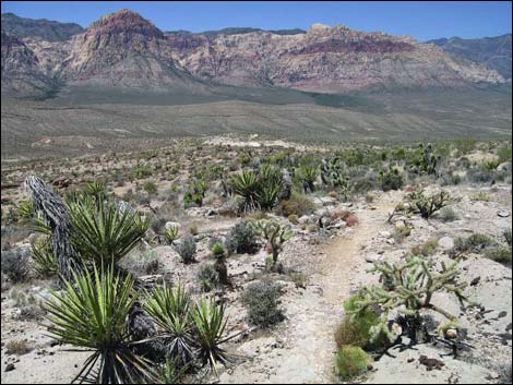 Rock Garden Trail