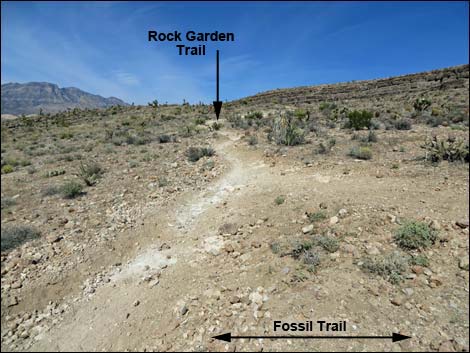 Fossil Canyon Trail