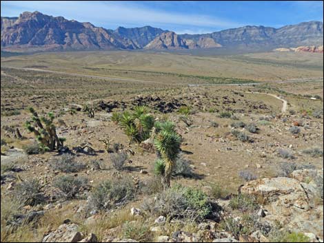 Rock Garden Trail