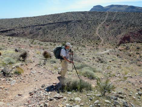 Calico Hills Loop Trail