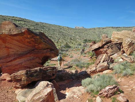 Calico Hills Loop Trail