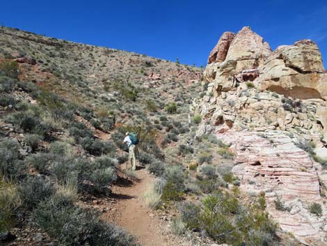 Calico Hills Loop Trail