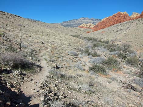 Calico Hills Loop Trail