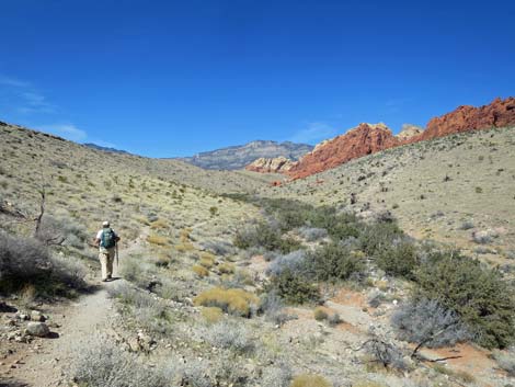 Calico Hills Loop Trail