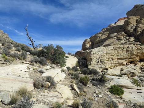 Calico Hills Loop Trail