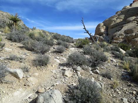 Calico Hills Loop Trail